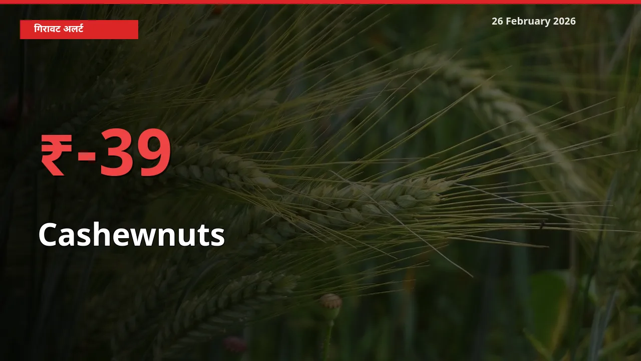 Cashewnuts के दाम प्रमुख मंडी में 39.1% गिरे, 24 घंटे में बड़ा बदलाव