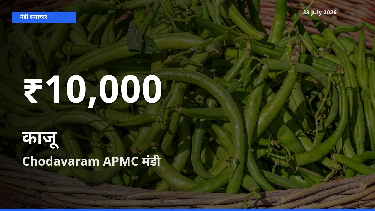 तेज़ गिरावट! Chodavaram APMC में काजू के दाम 30 दिन के निचले स्तर पर