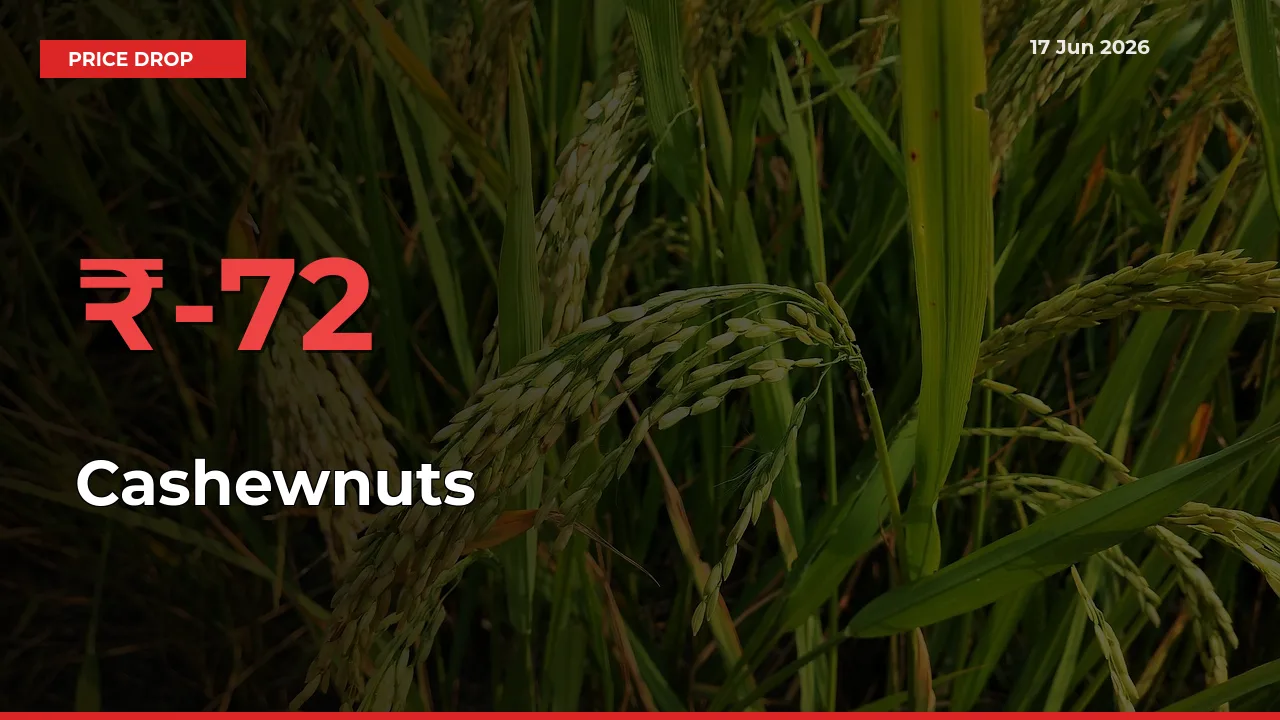 Farmers Alert as Cashewnuts Prices Slide 71.9% in Local Mandis
