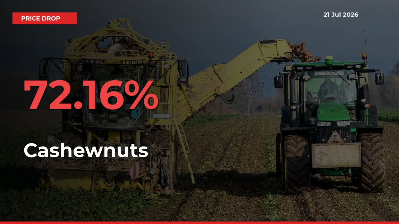 Farmers Alert as Cashewnuts Prices Slide 72.16% in Local Mandis