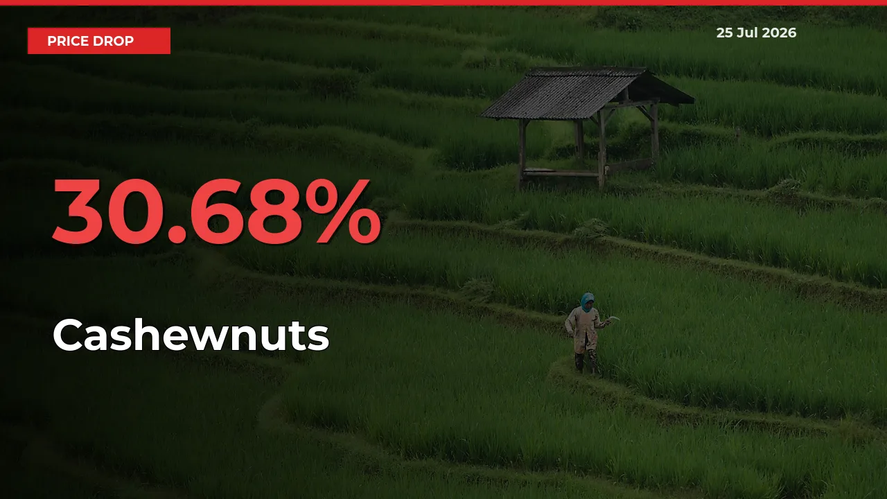 Cashewnuts Prices Drop 30.68% – July 25 Market Update from Mandis