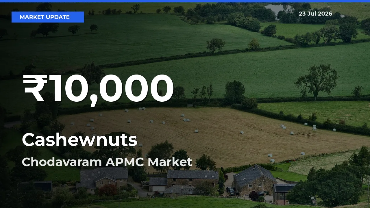 Cashewnuts Prices Touch 30-Day Low in Chodavaram APMC – July 23 Update