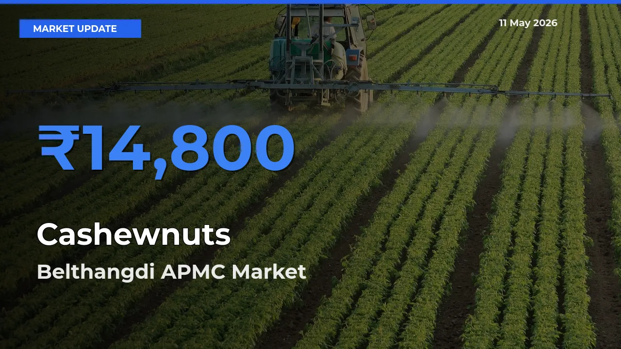 Belthangdi APMC Records Highest ₹14,800 Rate for Cashewnuts