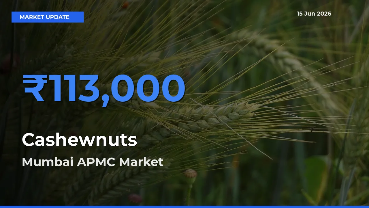 Mumbai APMC Leads as Top Mandi for Cashewnuts Prices