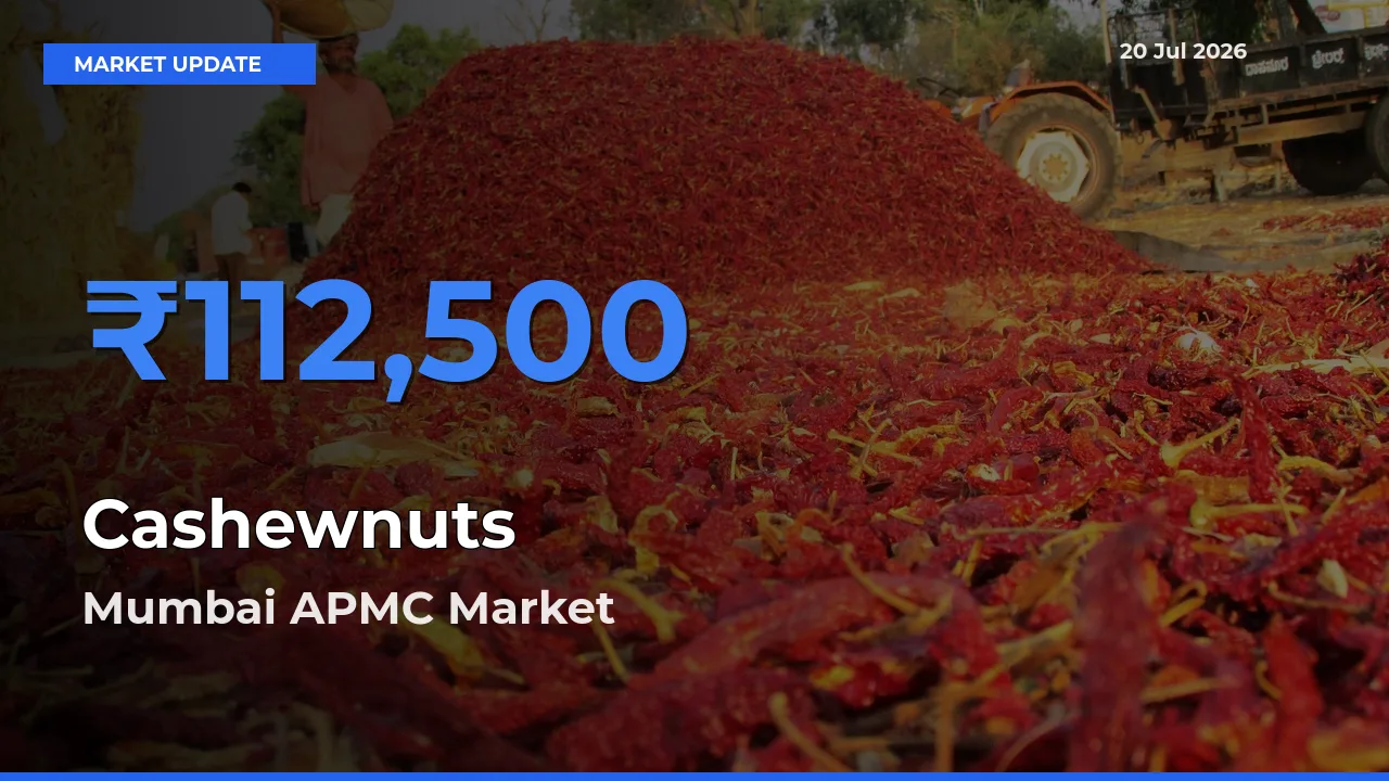 Market Watch: Mumbai APMC Becomes Top Mandi for Cashewnuts