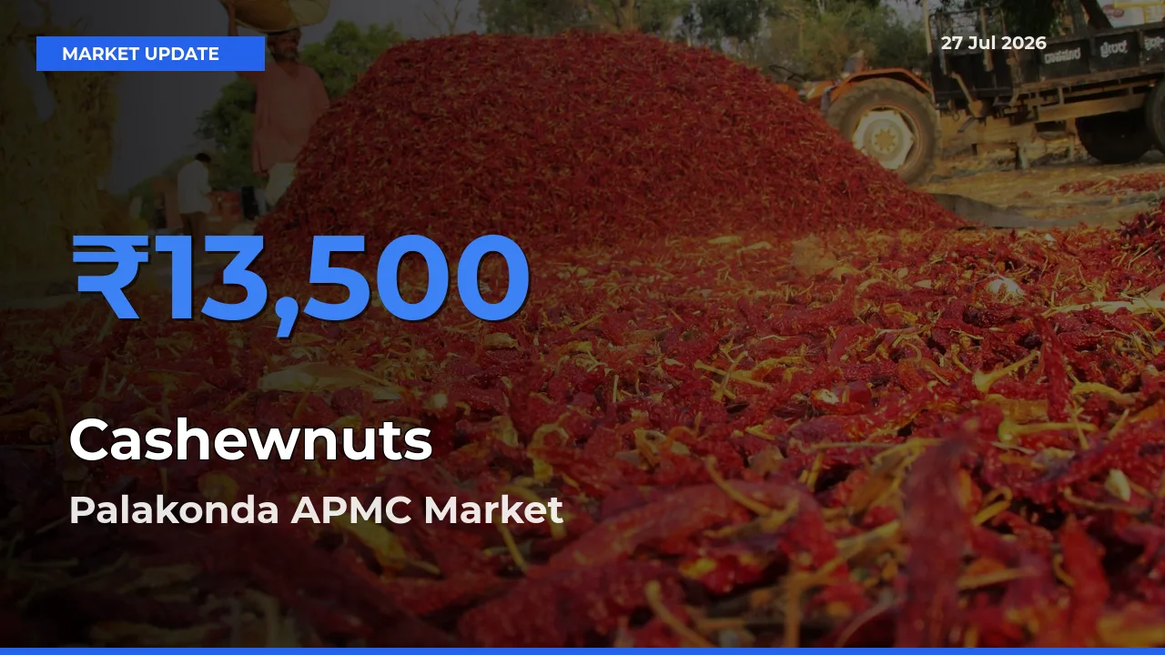 Palakonda APMC, Parvathipuram Manyam, Andhra Pradesh Leads as Top Mandi for Cashewnuts Prices