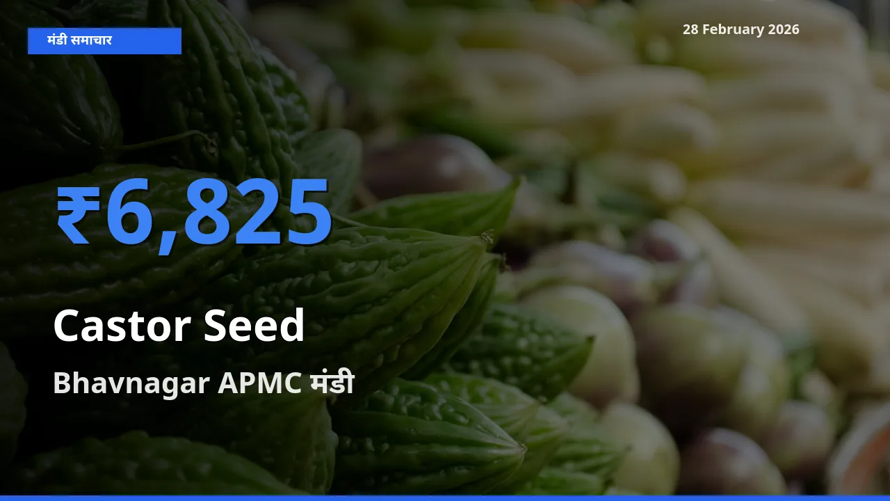 आज का मंडी भाव: Castor Seed के सबसे ज़्यादा दाम Bhavnagar APMC में
