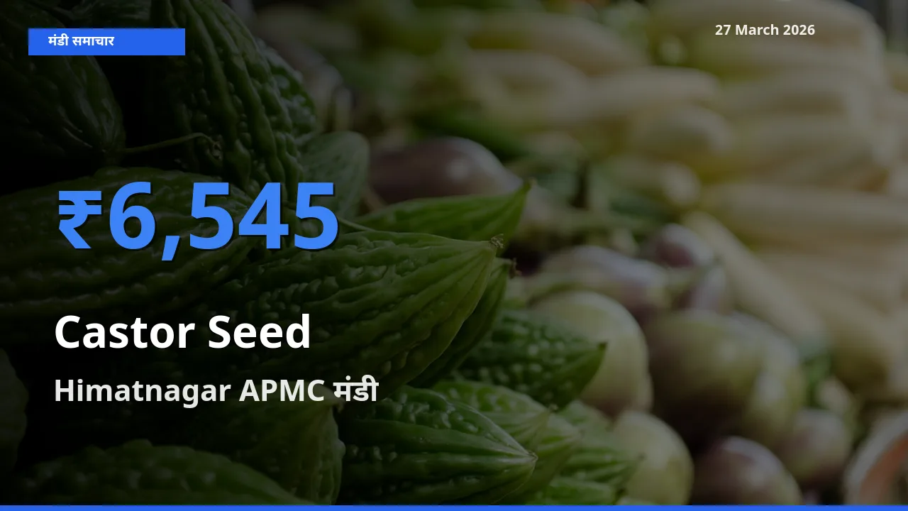 Himatnagar APMC मंडी में आज अरंडी का बीज के सबसे ऊँचे दाम दर्ज
