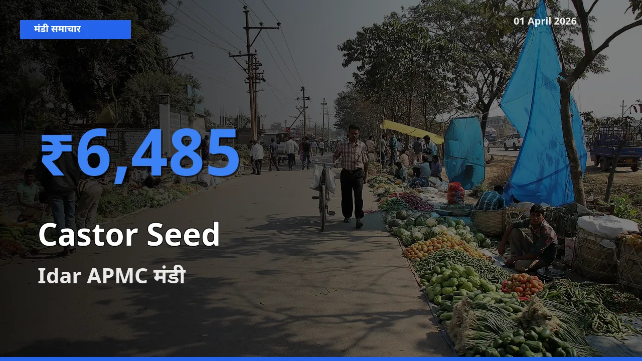 किसानों की पसंद बना Idar APMC, अरंडी का बीज के सबसे अच्छे दाम
