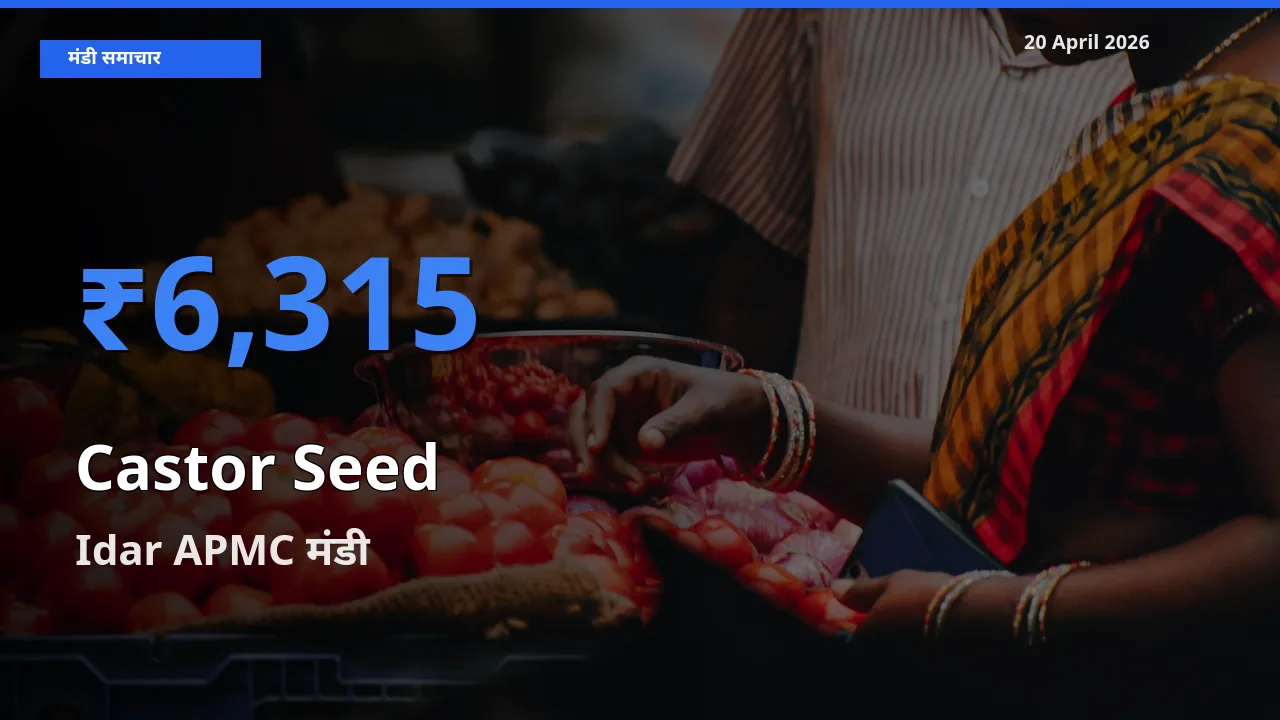आज अरंडी का बीज के सबसे ऊँचे दाम ₹6,315 Idar APMC मंडी में