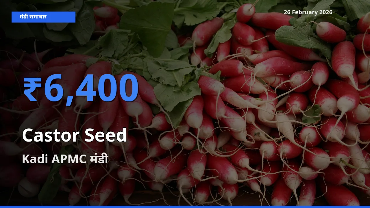 टॉप मंडी बना Kadi APMC! Castor Seed के सबसे ऊँचे दाम यहीं दर्ज