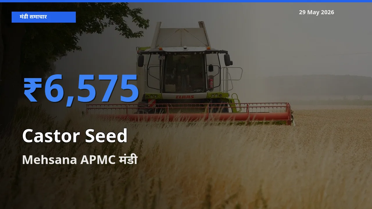 टॉप मंडी बना Mehsana APMC! अरंडी का बीज के सबसे ऊँचे दाम यहीं दर्ज