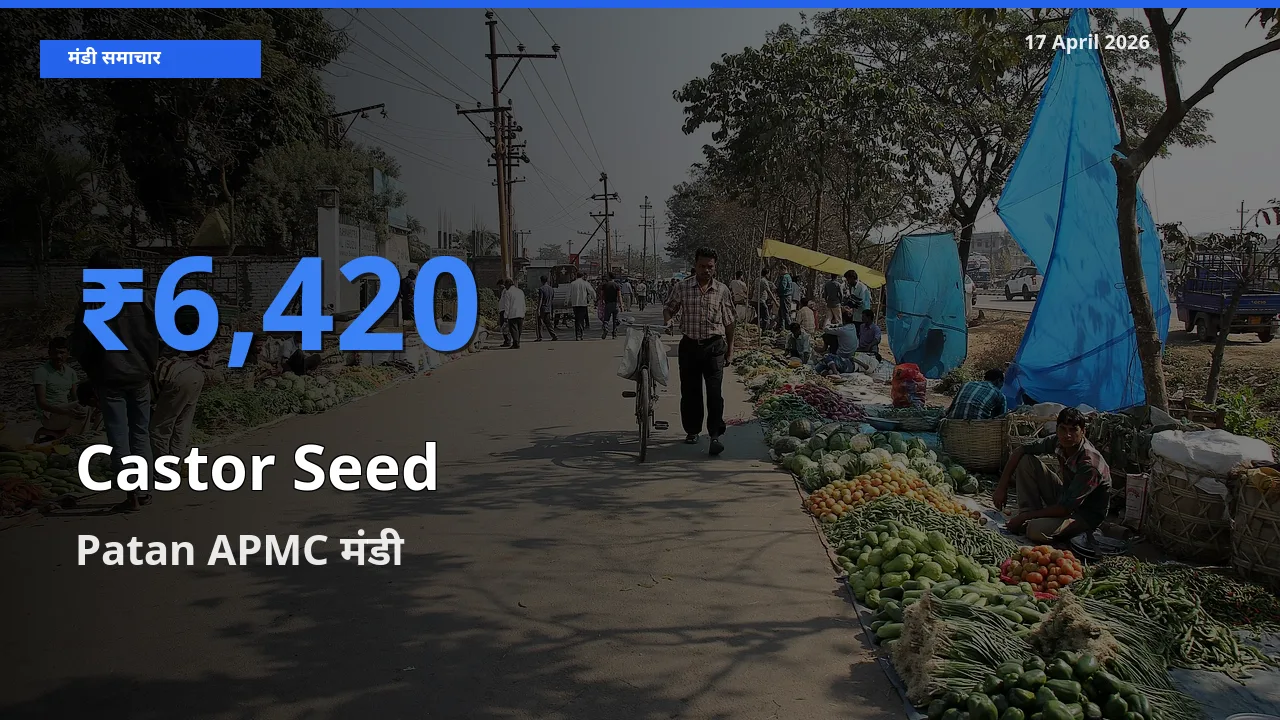 किसानों की पसंद बना Patan APMC, अरंडी का बीज के सबसे अच्छे दाम