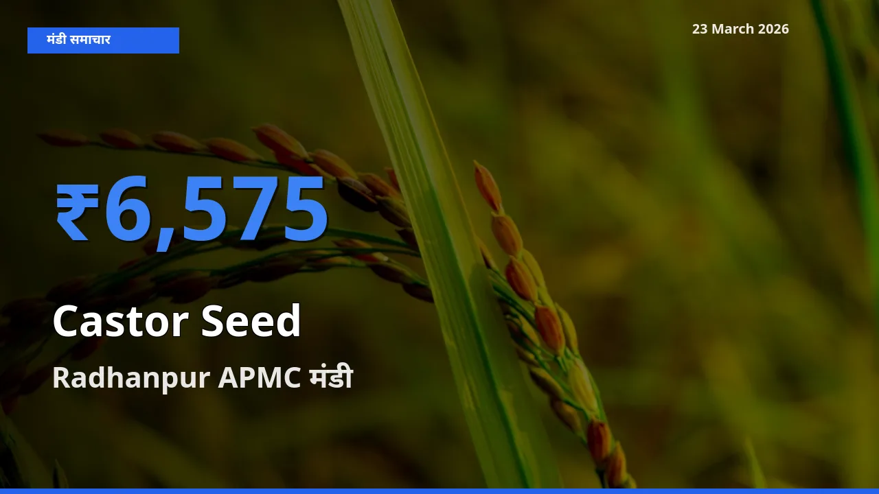 आज अरंडी का बीज के सबसे ऊँचे दाम ₹6,575 Radhanpur APMC मंडी में
