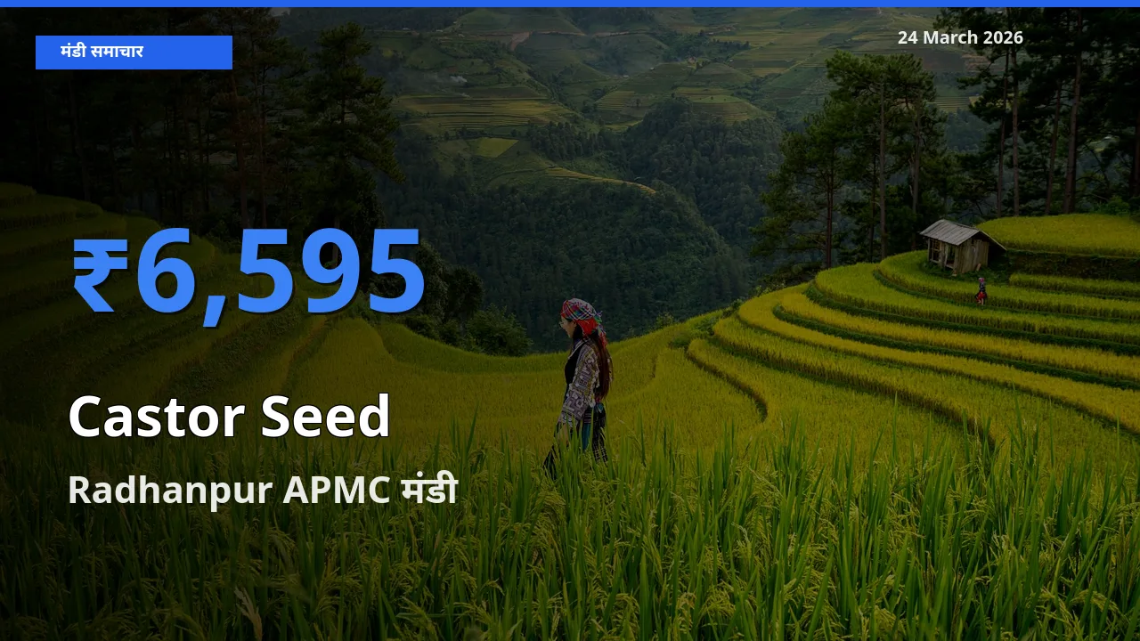 आज अरंडी का बीज के सबसे ऊँचे दाम ₹6,595 Radhanpur APMC मंडी में