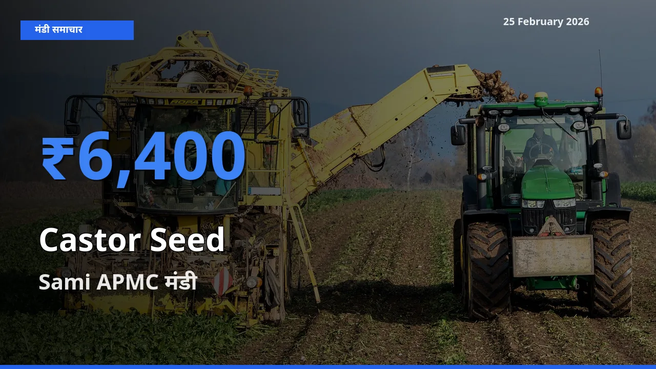 Sami APMC मंडी में Castor Seed ₹6,400 पर पहुँचा – आज का सर्वोच्च भाव