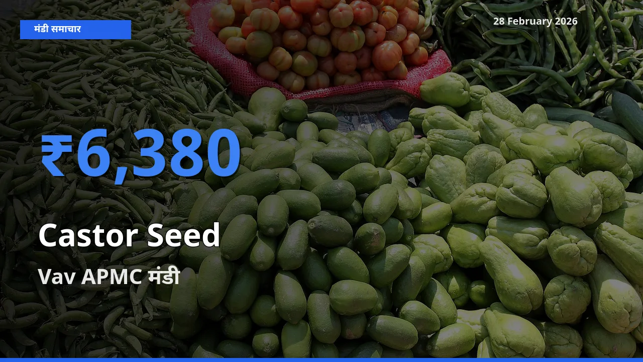 28 February अपडेट: Castor Seed के सबसे ऊँचे दाम Vav APMC मंडी में
