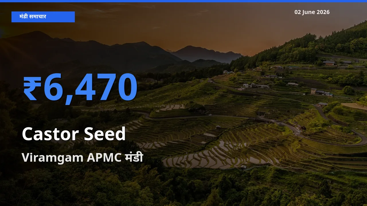 टॉप मंडी बना Viramgam APMC! अरंडी का बीज के सबसे ऊँचे दाम यहीं दर्ज