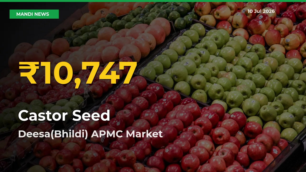Big Jump in Castor Seed Prices! Deesa(Bhildi) APMC Records New Peak Today