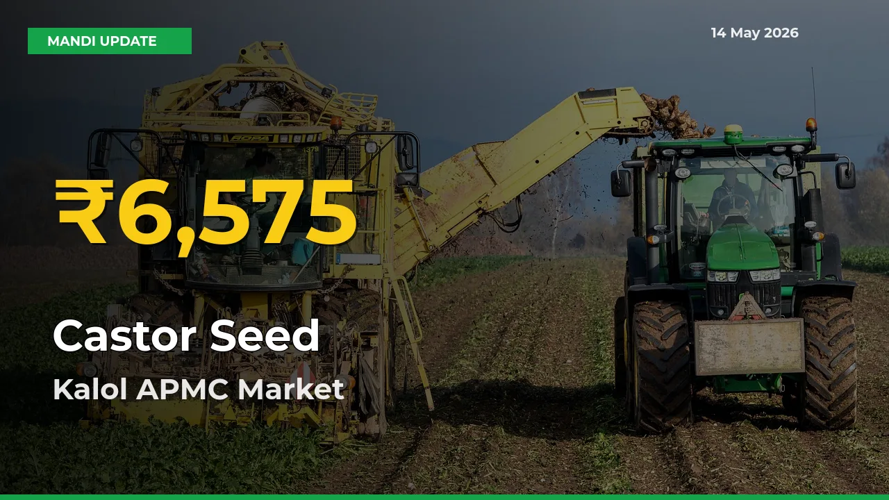 Castor Seed Mandi Rate Surges Today in Kalol APMC – Highest Level in 30 Days
