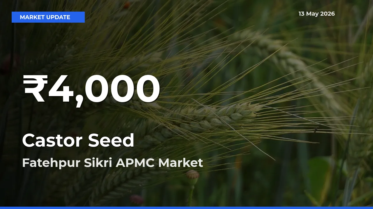 Farmers Concerned as Castor Seed Hits 30-Day Low in Fatehpur Sikri APMC