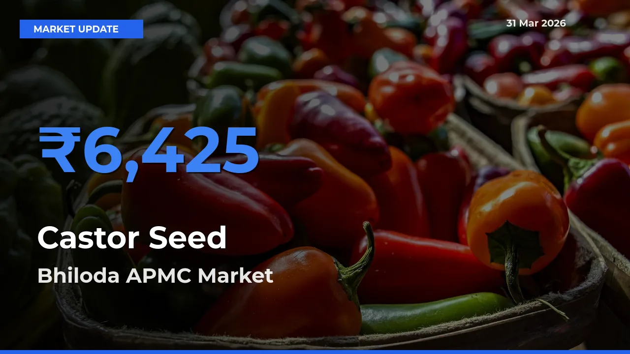 Bhiloda APMC Records Highest ₹6,425 Rate for Castor Seed