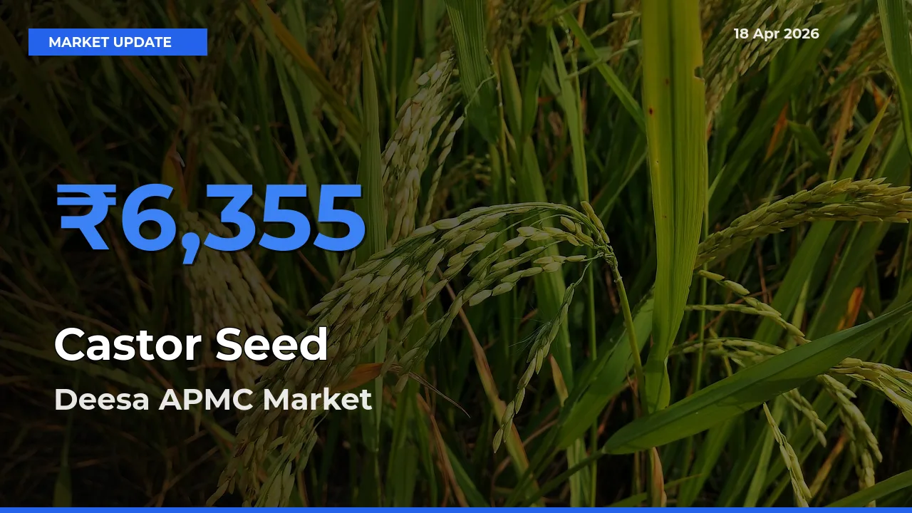 Deesa APMC Records Highest ₹6,355 Rate for Castor Seed