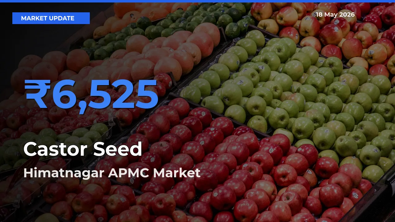 Himatnagar APMC Leads as Top Mandi for Castor Seed Prices