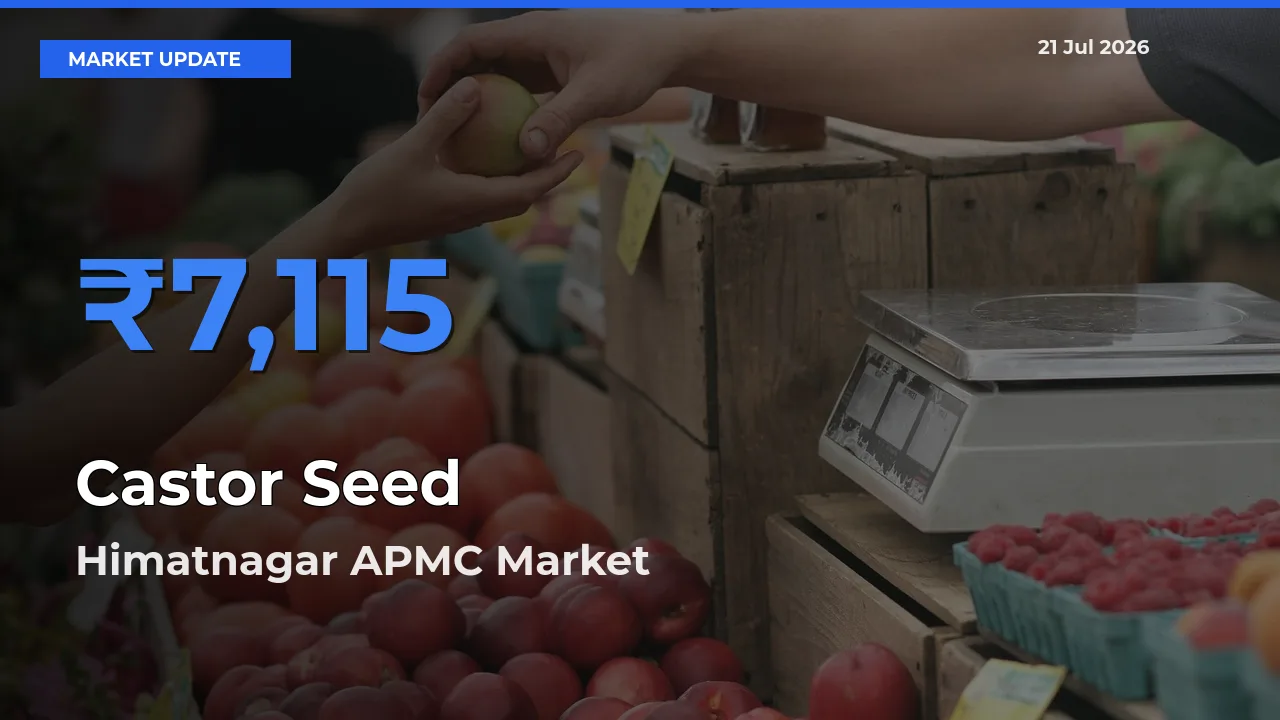 Top Performer! Himatnagar APMC Offers Best Castor Seed Price Today