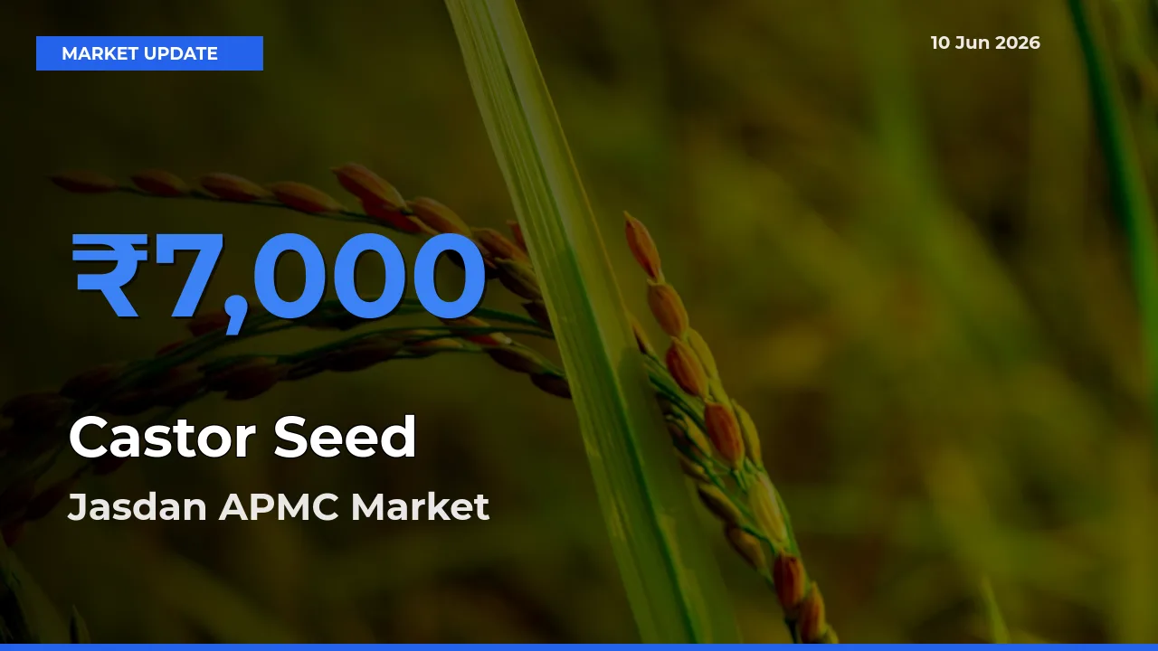 Jasdan APMC Emerges as Top Mandi for Castor Seed Prices Today