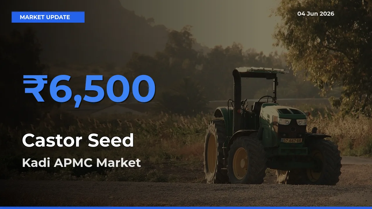 Kadi APMC Leads as Top Mandi for Castor Seed Prices