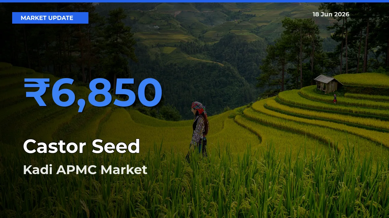 Top Performer! Kadi APMC Offers Best Castor Seed Price Today