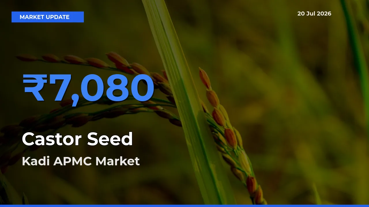 Kadi APMC Tops Castor Seed Rates – July 20 Market Update