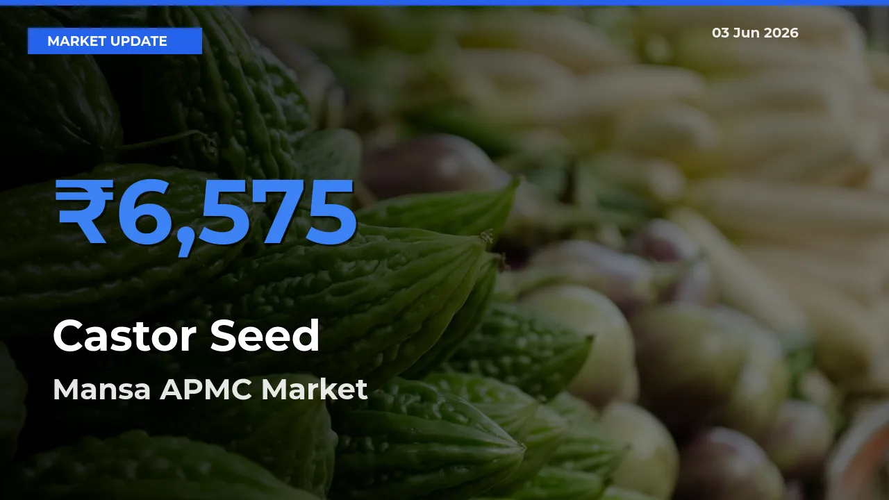 Mansa APMC Tops Castor Seed Rates – June 03 Market Update