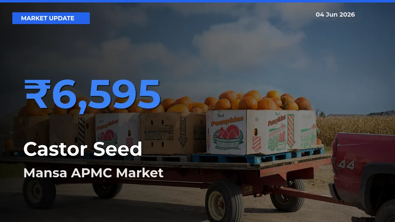 Mansa APMC Tops Castor Seed Rates – June 04 Market Update