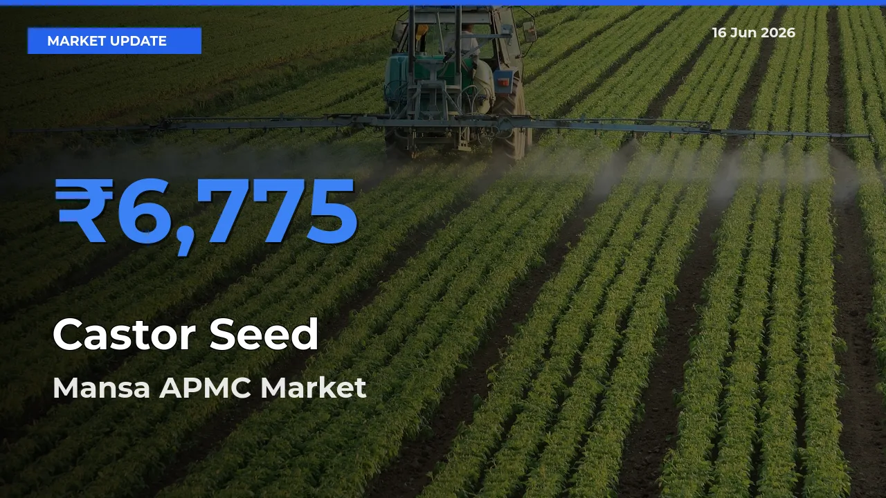 Mansa APMC Leads as Top Mandi for Castor Seed Prices