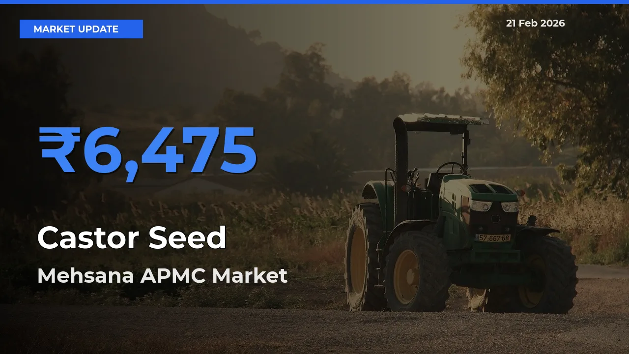 Farmers Prefer Mehsana APMC as Castor Seed Hits Highest Rate