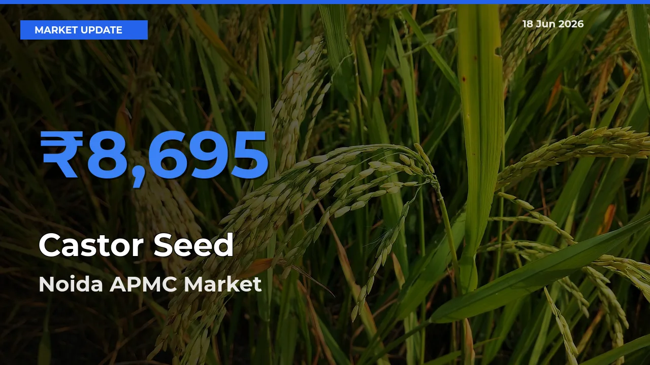 Castor Seed Mandi Rate Today: Noida APMC Tops the List