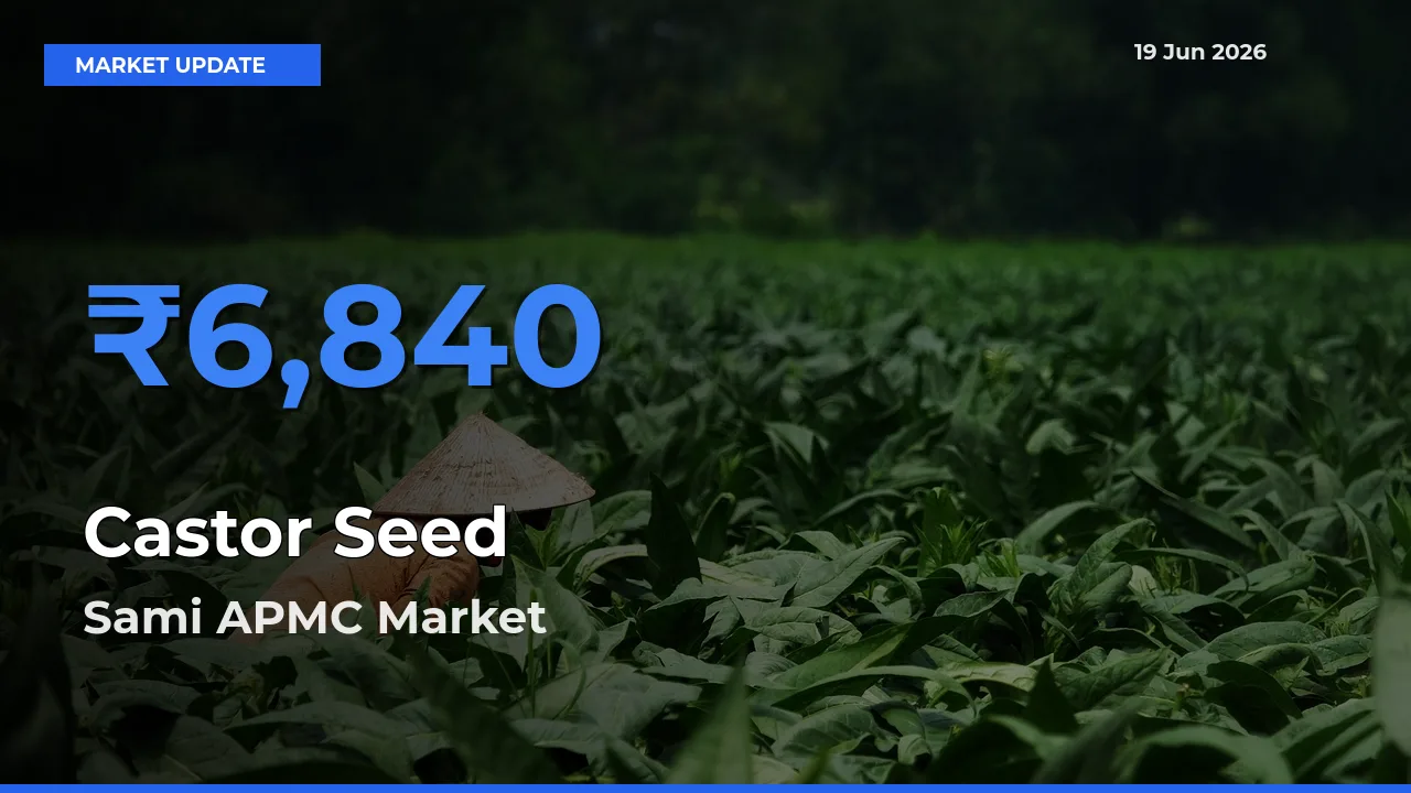 Sami APMC Offers ₹6,840 – Highest Castor Seed Rate Today