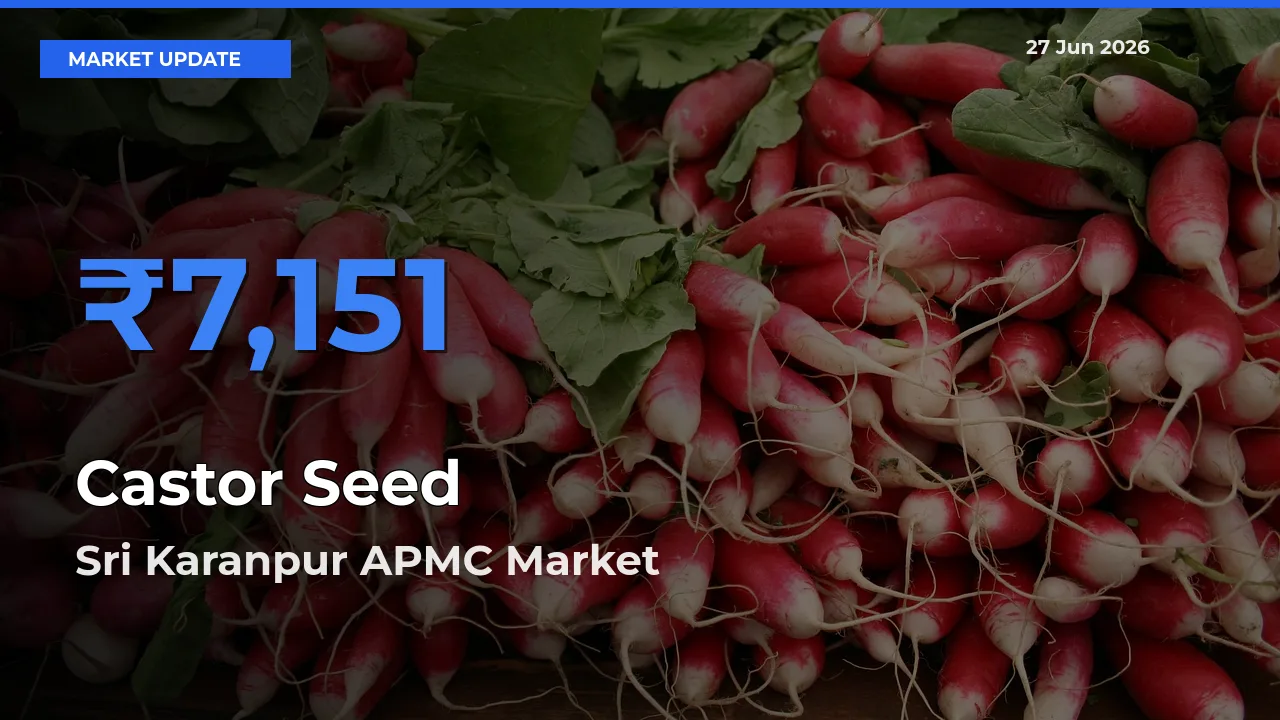 Sri Karanpur APMC Tops Castor Seed Mandi Rates Today
