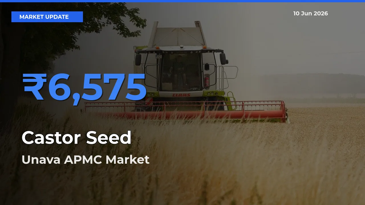 Top Performer! Unava APMC Offers Best Castor Seed Price Today