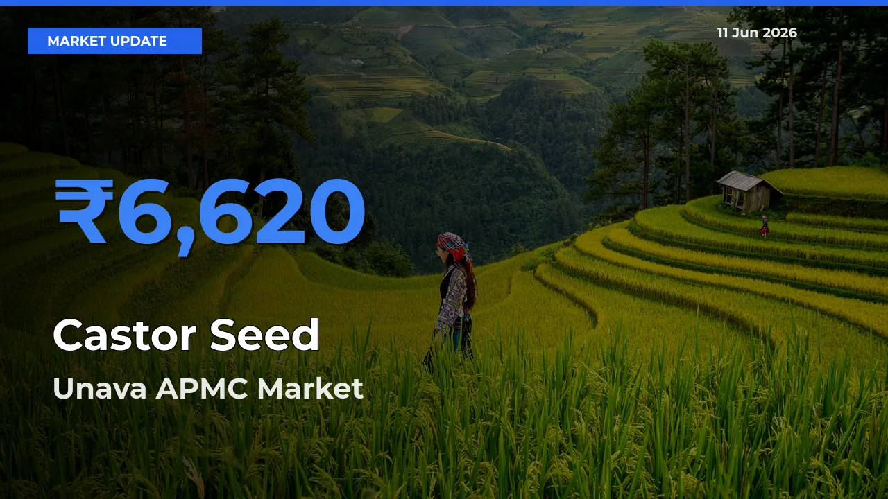 Unava APMC Tops Castor Seed Rates – June 11 Market Update