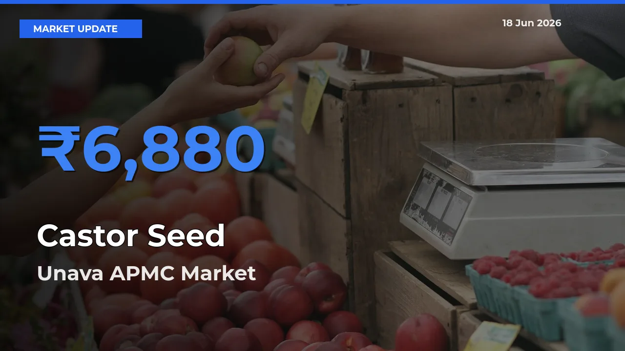Unava APMC Offers ₹6,880 – Highest Castor Seed Rate Today