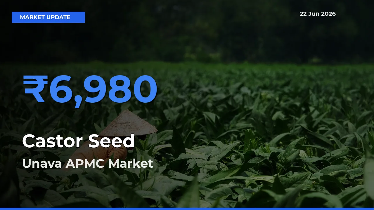 Unava APMC Records Highest ₹6,980 Rate for Castor Seed