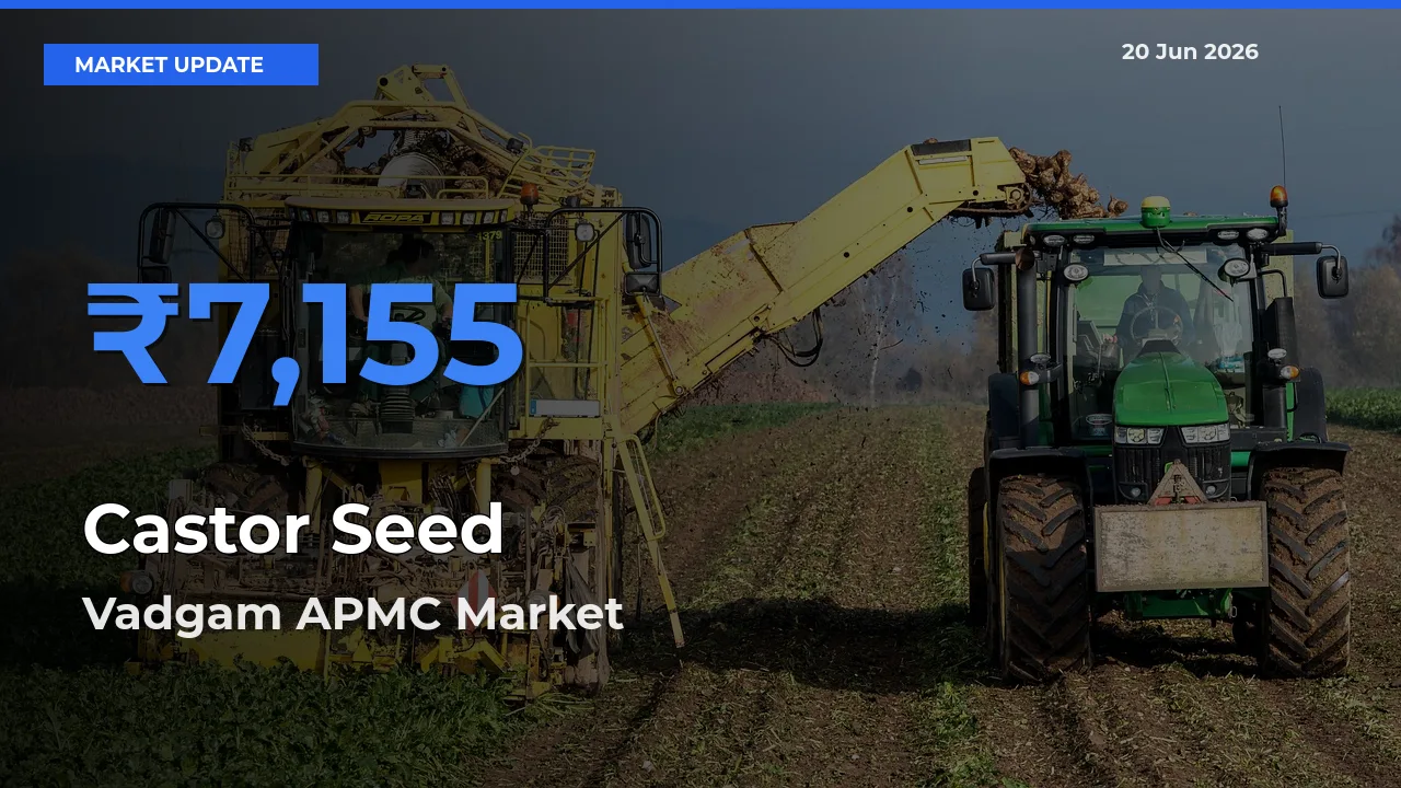 Vadgam APMC Offers ₹7,155 – Highest Castor Seed Rate Today