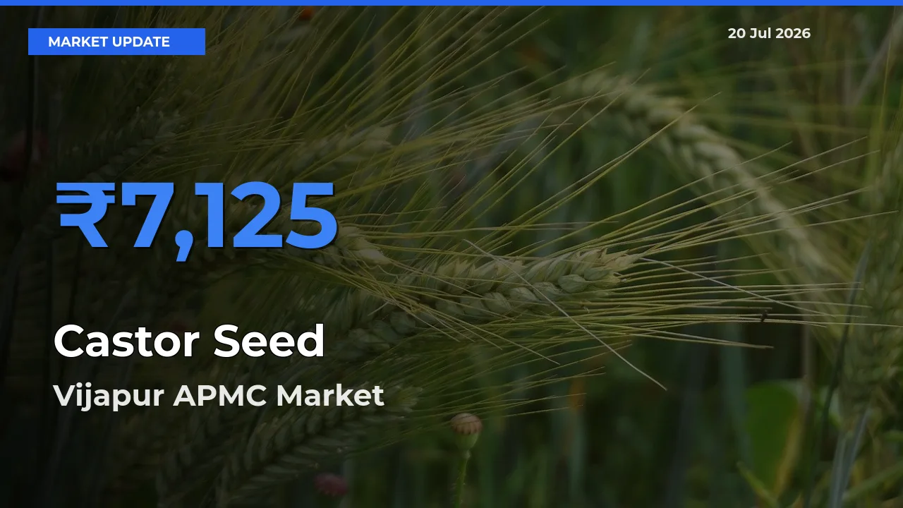 Castor Seed Mandi Rate Today: Vijapur APMC Tops the List