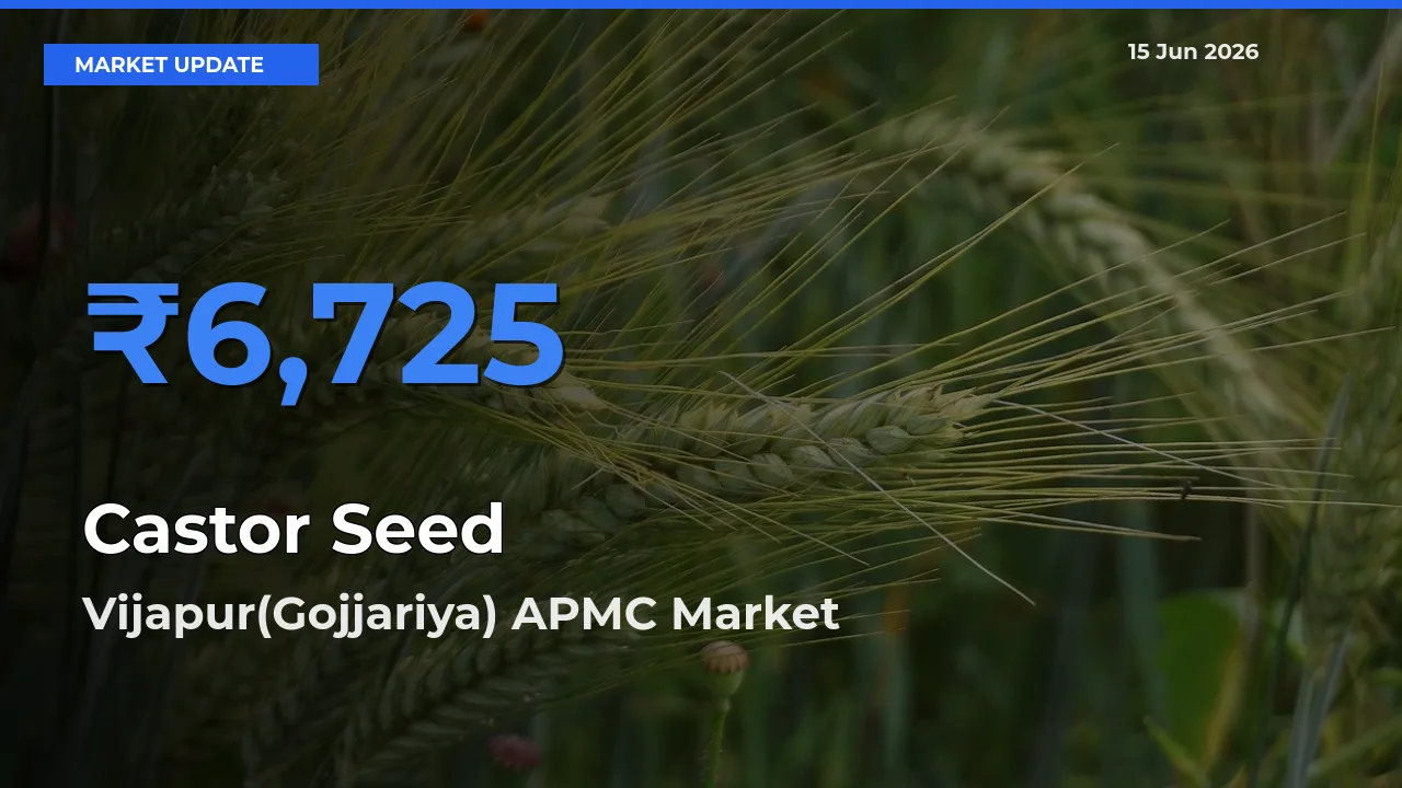 Vijapur(Gojjariya) APMC Leads as Top Mandi for Castor Seed Prices