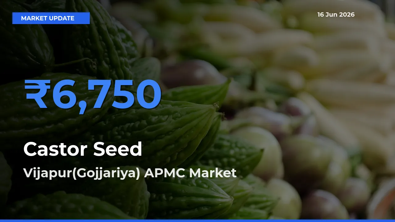 Top Performer! Vijapur(Gojjariya) APMC Offers Best Castor Seed Price Today