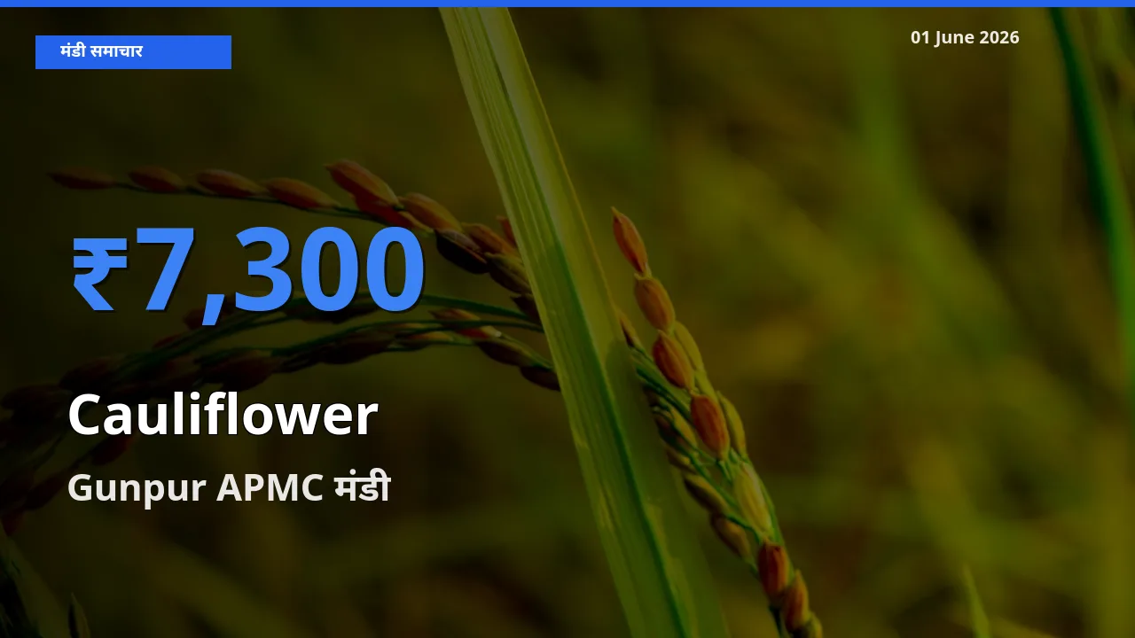 आज का मंडी भाव: फूलगोभी के सबसे ज़्यादा दाम Gunpur APMC में