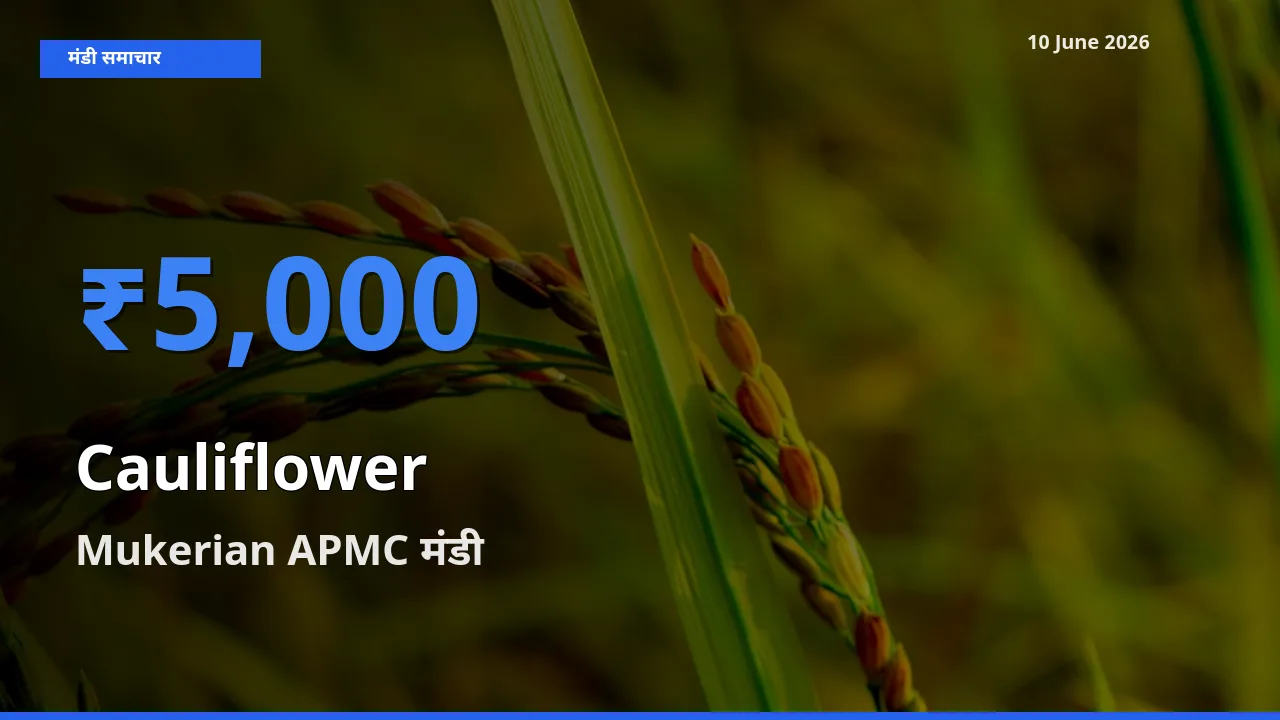 Mukerian APMC मंडी में आज फूलगोभी के सबसे ऊँचे दाम दर्ज